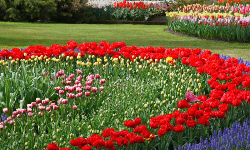 Beautiful Flower Garden Escape截图4