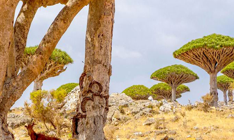 Escape From Socotra Island截图2