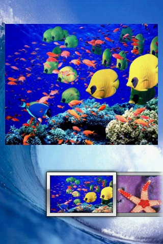 海洋生命拼图 Ocean Life Puzzle截图2