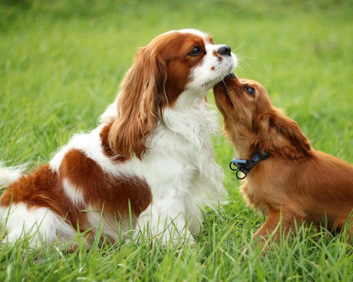 骑士查理王猎犬截图2