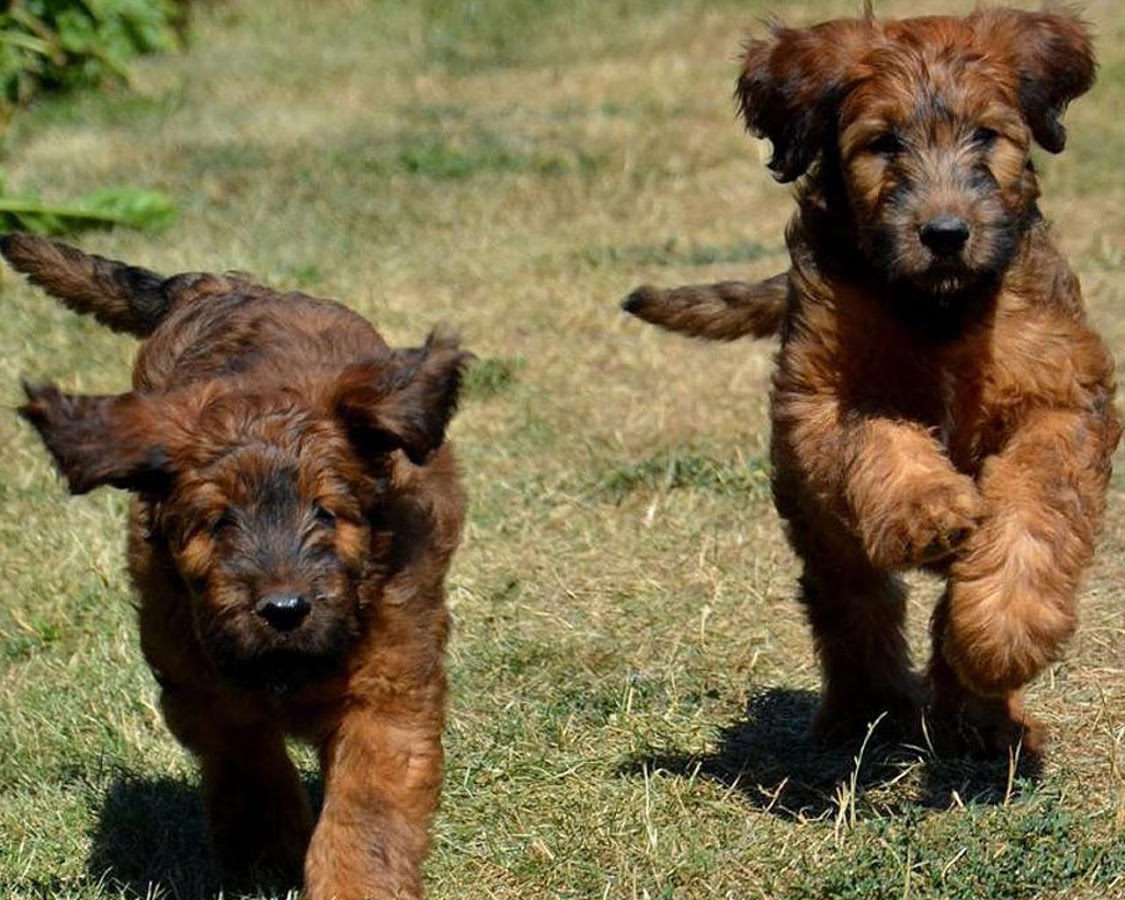 伯瑞犬拼图截图2