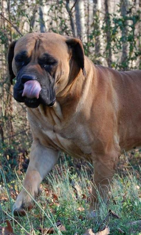 购买boerboel拼图截图5