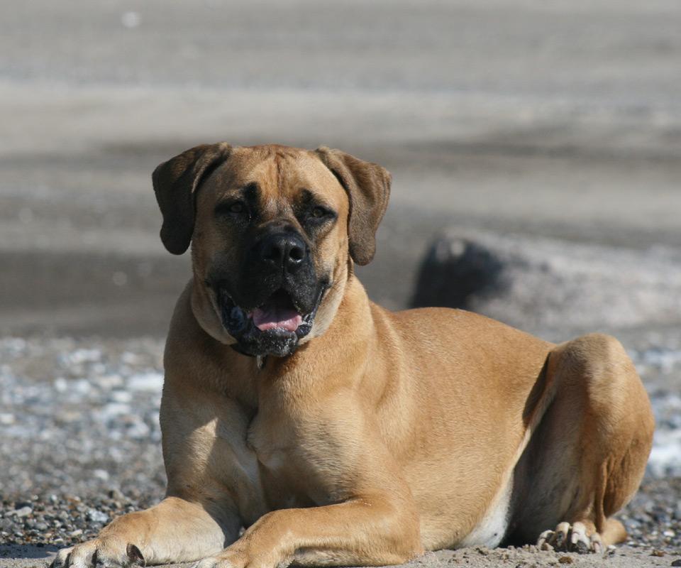 购买boerboel拼图截图1