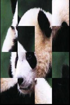 熊猫免费益智截图
