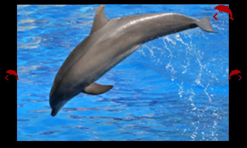 海豚保龄球截图5