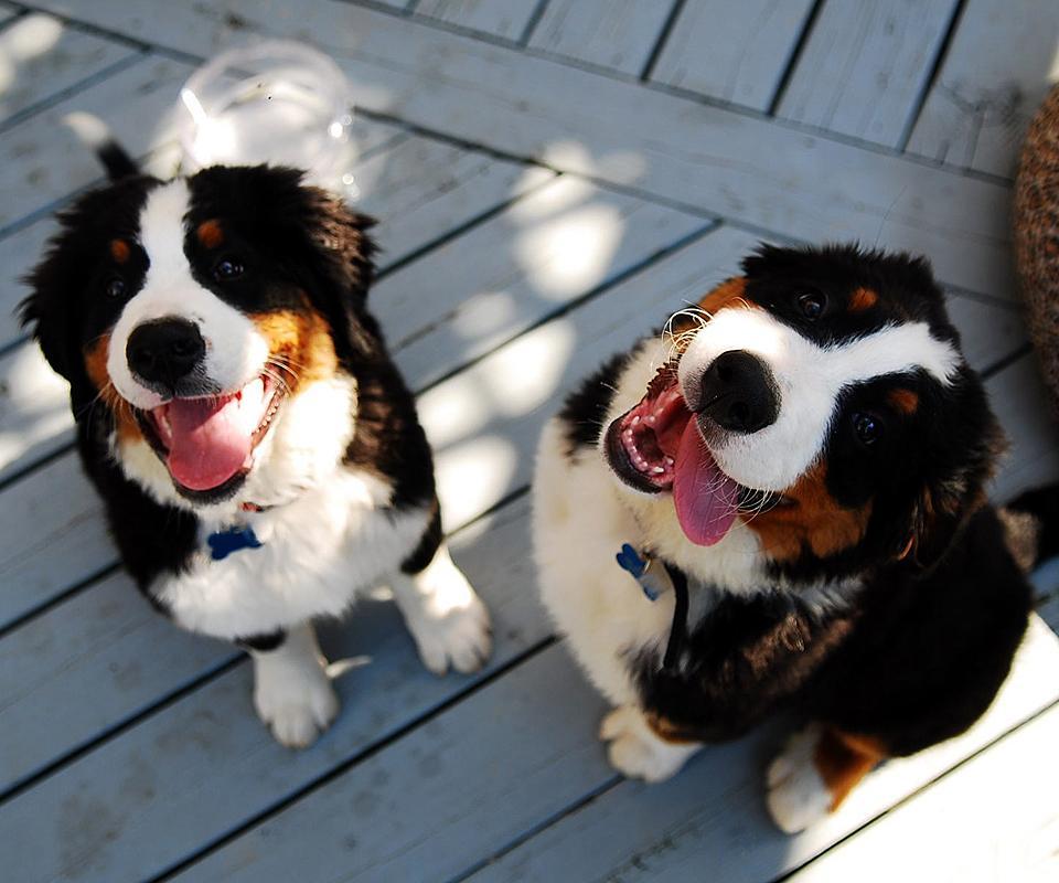 伯恩山犬之谜截图1