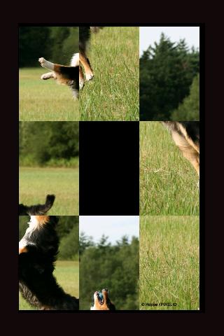 Dog's Sliding Puzzle Lite截图1
