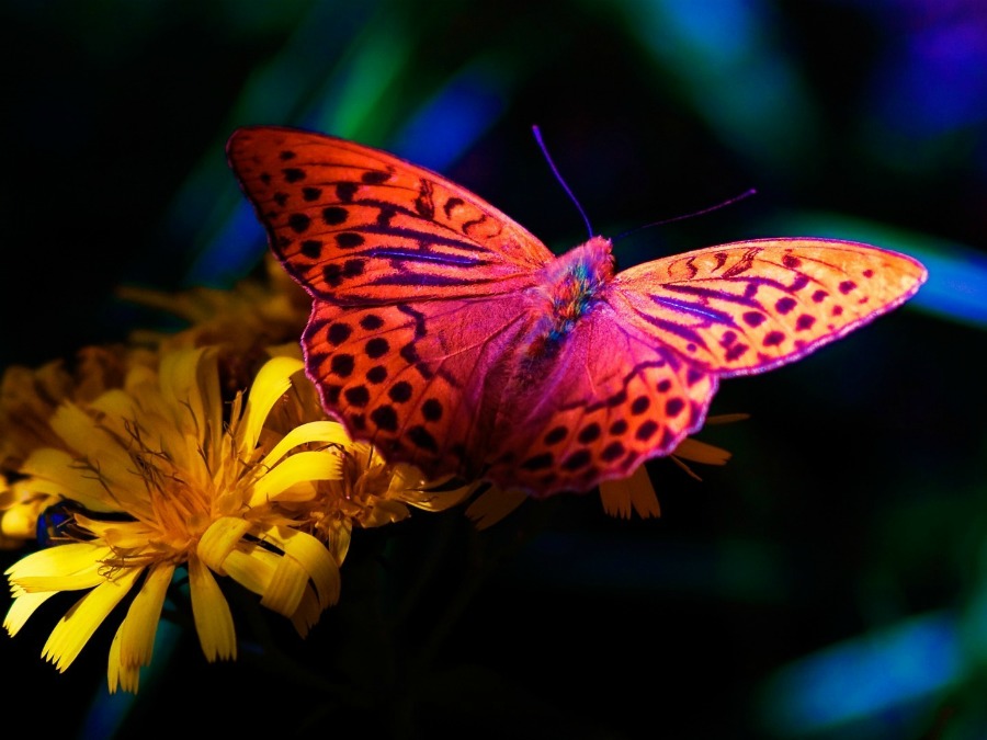 Butterfly Puzzles (Jigsaws)截图2