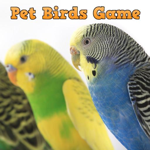 Pet Birds Game截图1