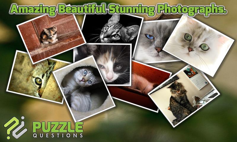 Free Cute Cats Puzzles截图2