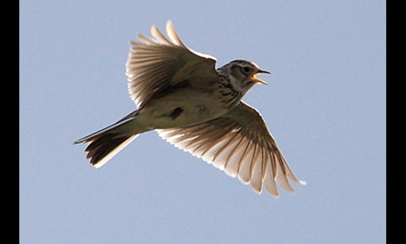 Guess the bird?截图5