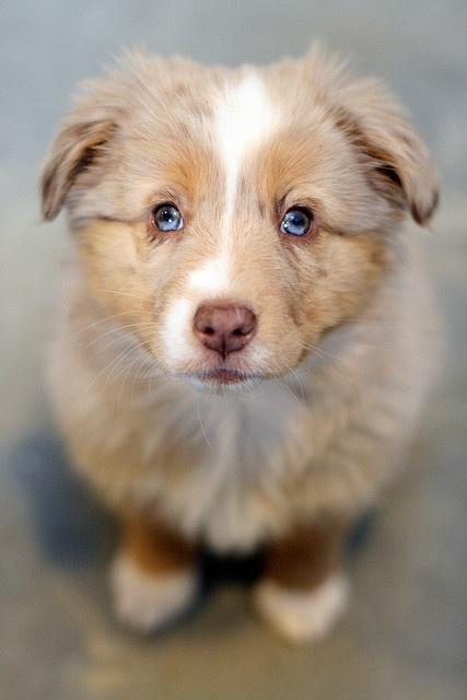 Australian Shepherd Puzzle截图5