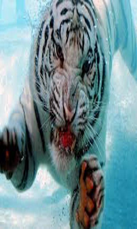 Tigers Games截图4