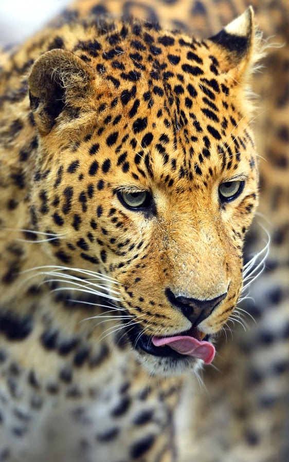 Beautiful Animal Puzzles截图4