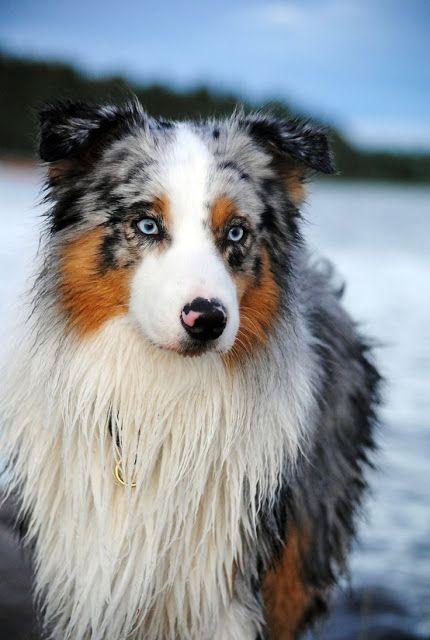 Australian Shepherd Puzzle截图3