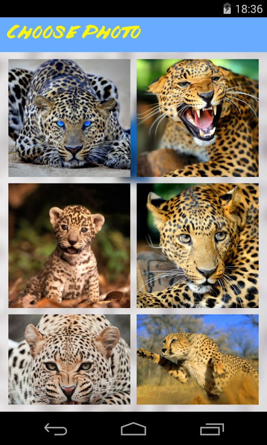 Leopard Jigsaw Puzzle截图2