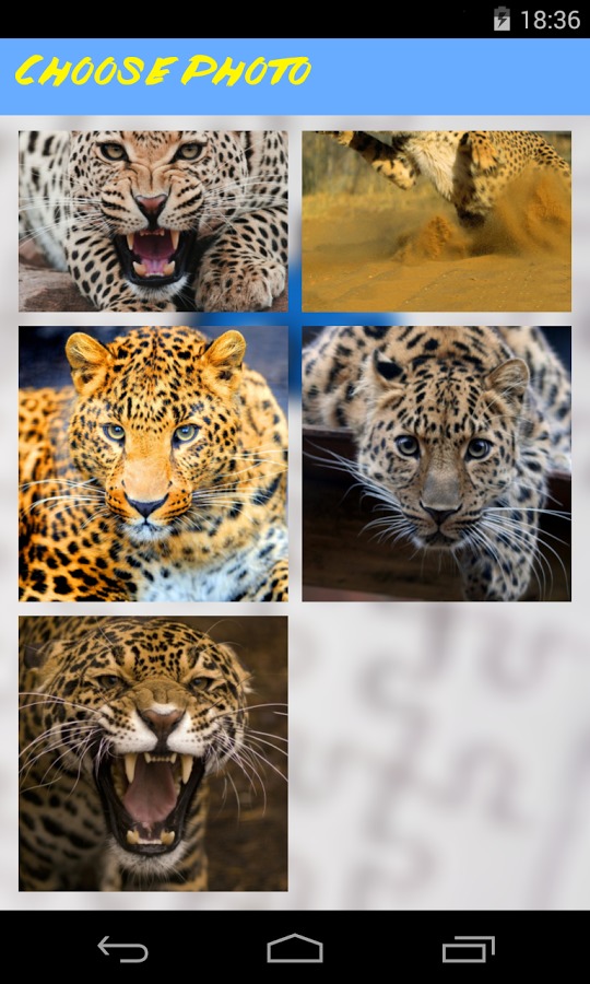 Leopard Jigsaw Puzzle截图3