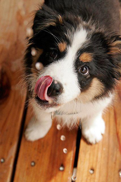 Australian Shepherd Puzzle截图2