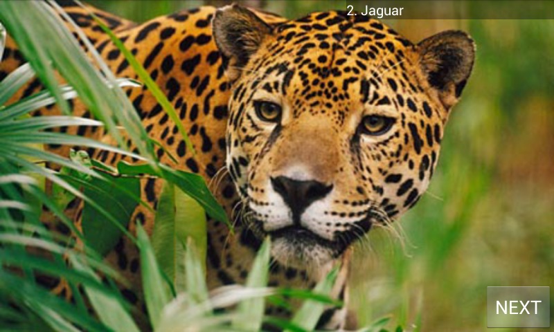 World Mammal - Animal Quiz截图4