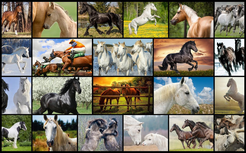 Horses Jigsaw Puzzles for Kids截图1