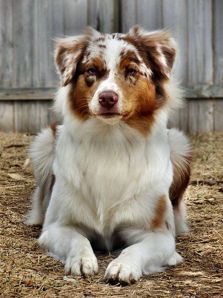 Australian Shepherd Puzzle截图4