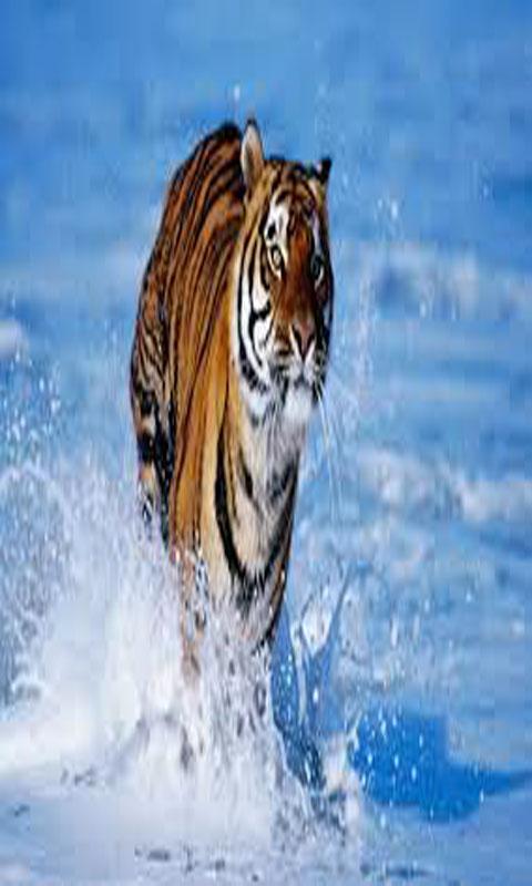 Tigers Games截图5