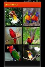 Picture Puzzle Game - Best Bird picture截图4