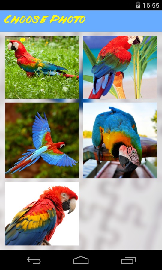 Parrot Jigsaw Puzzle截图3