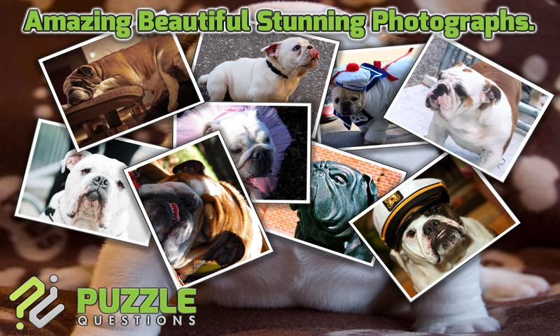 Free Bulldog Puzzle Games截图2