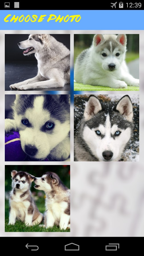 Husky Jigsaw Puzzle截图3