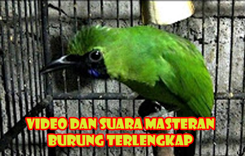 Masteran dan Pikatan Burung Paling Lengkap 2018截图1