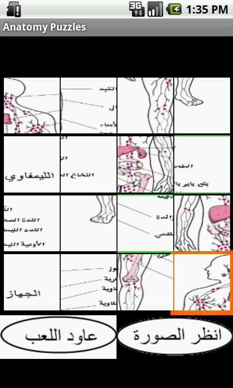 Arabic anatomy puzzles截图2