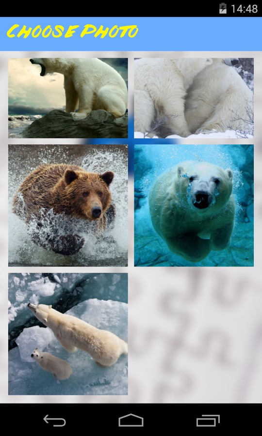 Bear Jigsaw Puzzle截图4