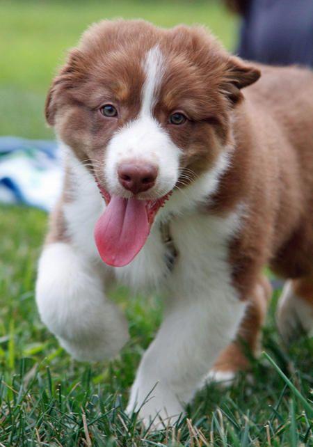 Australian Shepherd Puzzle截图1