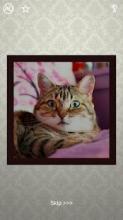 Cats Puzzles - 100 Pictures截图2