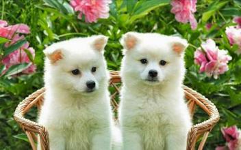 Puzzle Cute Dog截图1