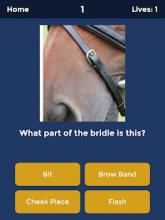 Horse Quiz: Equine Trivia Game截图1