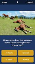 Horse Quiz: Equine Trivia Game截图4