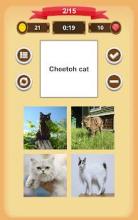 Cats Quiz截图5