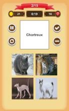 Cats Quiz截图1