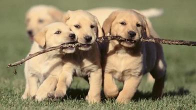 Jigsaw Puzzle Puppies截图2