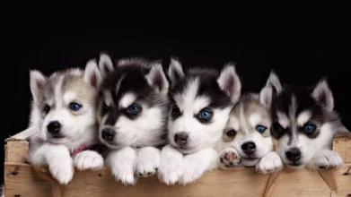 Jigsaw Puzzle Puppies截图5