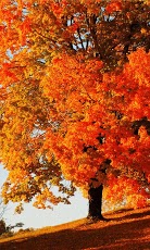 Beautiful Autumn截图4