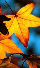 Beautiful Autumn截图3