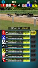 Pick Dog Racing截图4