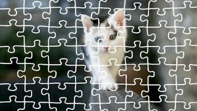 Cat Jigsaw Puzzle King截图5