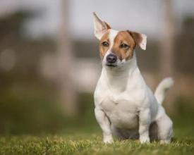 Jack Russell Terriers Puzzle截图1