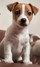 Jack Russell Terriers Puzzle截图4