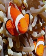 Find Nemo fishs puzzle games截图2