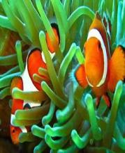 Find Nemo fishs puzzle games截图5